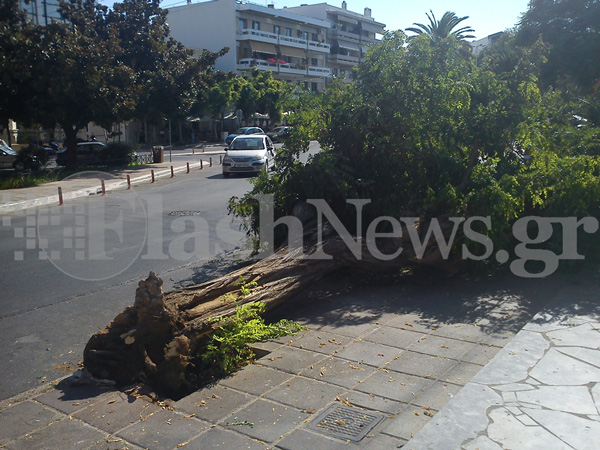 Φαρδύ πλατύ στο πεζοδρόμιο ολόκληρο δέντρο στην πλατεία Δικαστηρίων (φωτο) - Μετά από τροχαίο ο οδηγός ούτε γρατζουνιά