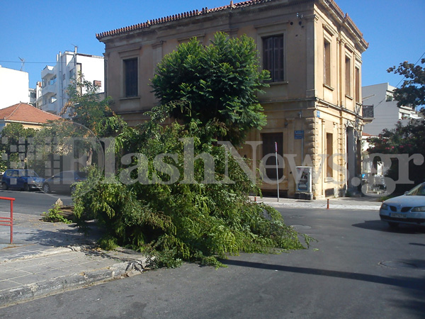 Φαρδύ πλατύ στο πεζοδρόμιο ολόκληρο δέντρο στην πλατεία Δικαστηρίων (φωτο) - Μετά από τροχαίο ο οδηγός ούτε γρατζουνιά