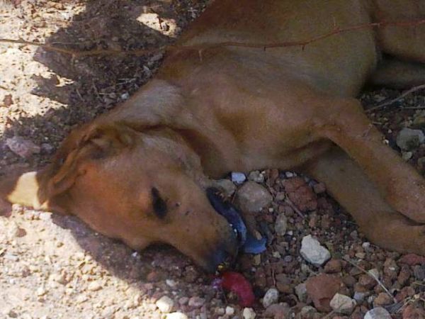 Mαύρισε σήμερα η Χρυσή Ακτή από τα πτώματα των αδέσποτων (φωτο)