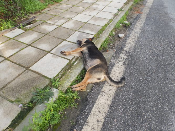 Νεκρά σκυλιά στη μέση του δρόμου στα Χανιά - Ασυνείδητοι τα «τάισαν φόλες» (φωτο)