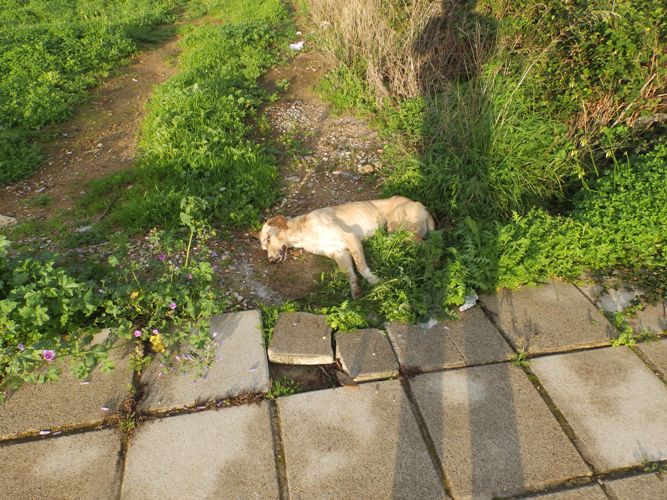 Νεκρά σκυλιά στη μέση του δρόμου στα Χανιά - Ασυνείδητοι τα «τάισαν φόλες» (φωτο)