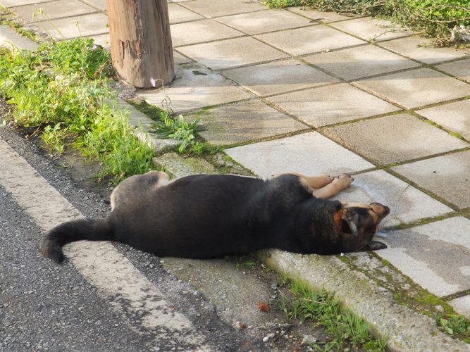 Νεκρά σκυλιά στη μέση του δρόμου στα Χανιά - Ασυνείδητοι τα «τάισαν φόλες» (φωτο)
