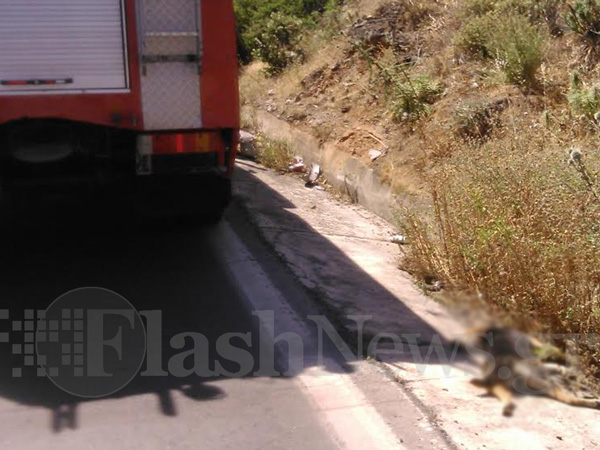 Κρήτη: Οδηγός προσπάθησε να αποφύγει σκύλο και προκλήθηκε τροχαίο (φώτο)