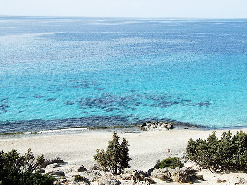 Κεδρόδασος