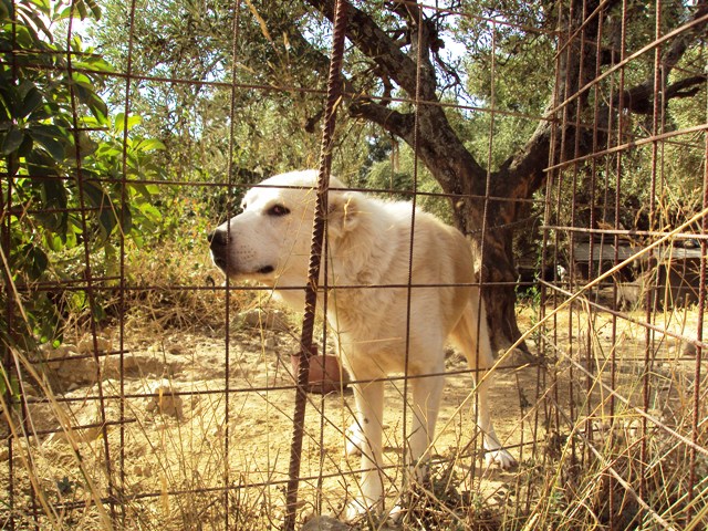 Συνελήφθη παράνομος εκτροφέας και κλέφτης σκυλιών στα Χανιά