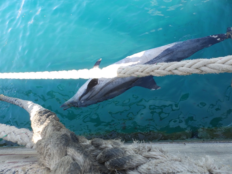  Νεκρό δελφίνι στο λιμάνι της Σούδας