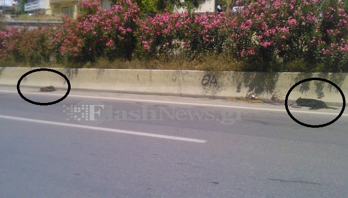 Φονιάς πέταξε 4 σκυλιά στην εθνική οδό  - Τα δύο σκοτώθηκαν