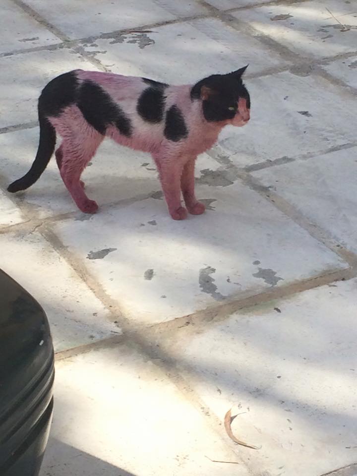 Ντροπή… Έβαψαν γάτα με σπρέι στο κέντρο της πόλης των Χανίων (Photos)