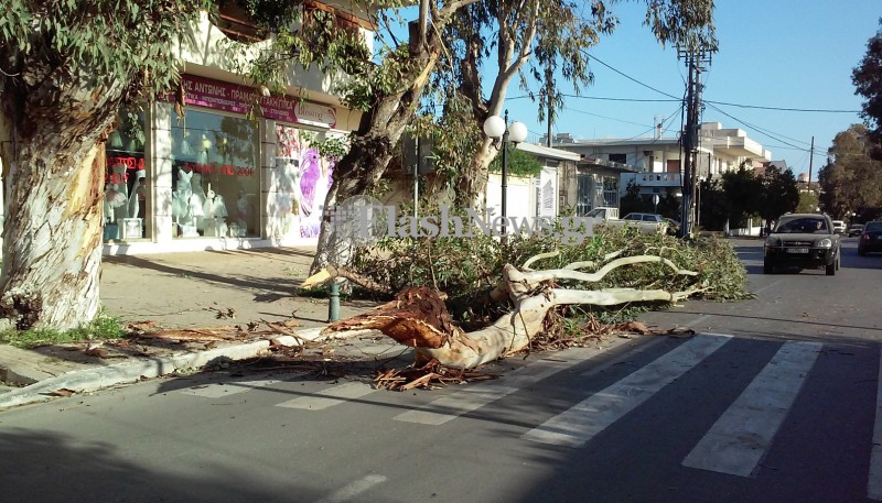 Ό,τι δεν έπεσε χθες από τον αέρα πέφτει σήμερα - Δέντρο έπεσε στη Χρυσοπηγή