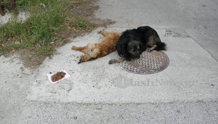 Έριξαν φόλες στο Αγροκήπιο Χανίων κοντά σε σχολείο