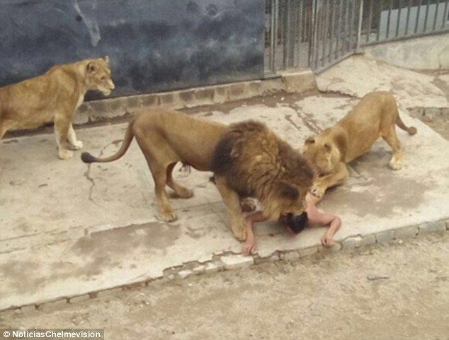 Βίντεο: Πήδηξε γυμνός στο κλουβί με τα λιοντάρια για να τον φάνε