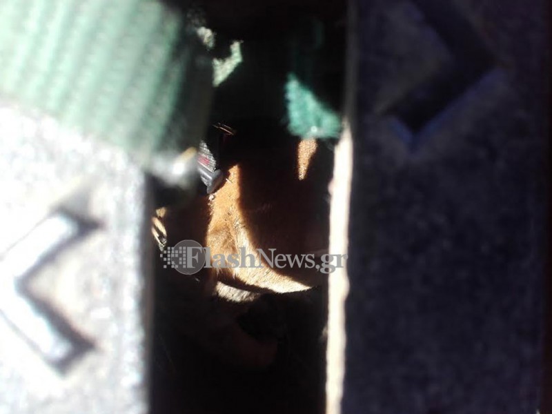 Φρίκη: κρέμασαν σκυλί από φρεάτιο στα Χανιά (σκληρές εικόνες)