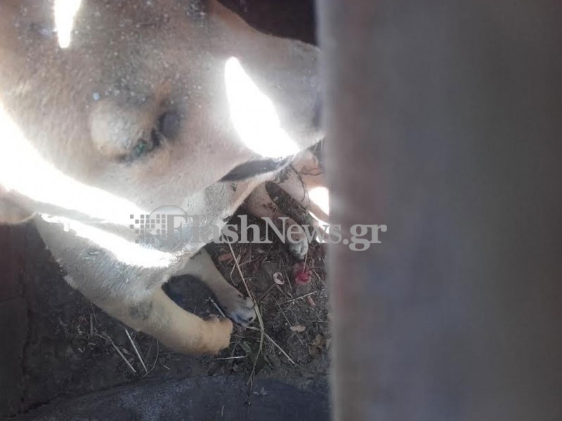 Φρίκη: κρέμασαν σκυλί από φρεάτιο στα Χανιά (σκληρές εικόνες)