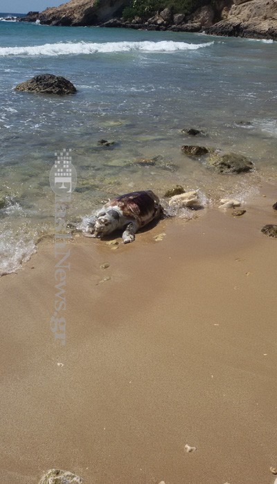 Νεκρή χελώνα Καρέτα - Καρέτα στην παραλία του Καλαθά στα Χανιά