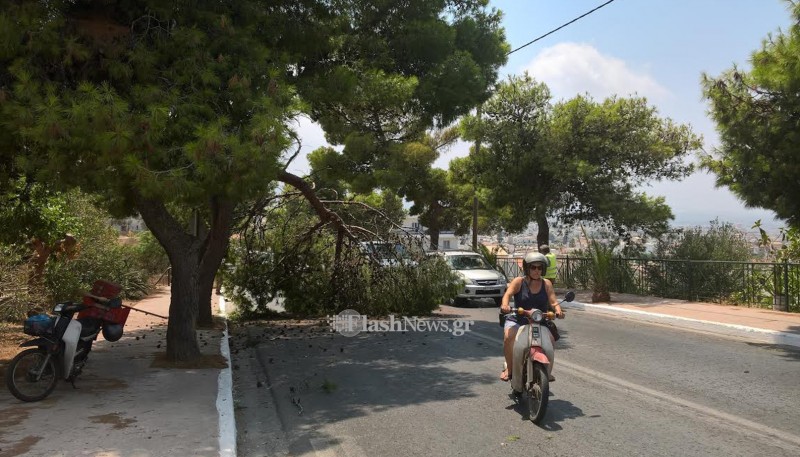 Χανιά: Δέντρο έκοψε στα δύο την Ακρωτηρίου - Από θαύμα δεν τραυματίστηκε κανείς