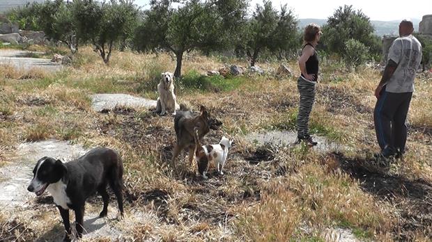 Το πιο οικολογικό ζευγάρι ζει στην Κρήτη  (Photos)