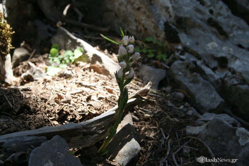 Το σπάνιο φυτό που απο όλο τον κόσμο υπάρχει μόνο στην Κρήτη (φωτο)