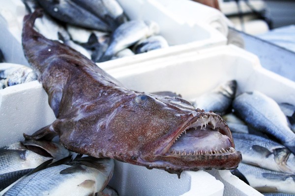 Τα πιο περίεργα φαγητά της Ελλάδας κατά τον Andrew Zimmern