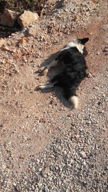 Χανιά: Δηλητηριασμένα σκυλιά στο Ακρωτήρι (Photos)