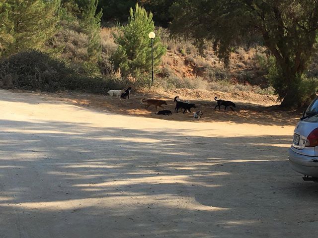 Χανιά: Ανεξέλεγκτη η κατάσταση με τα αδέσποτα στους Αγίους Αποστόλους  (Photos)