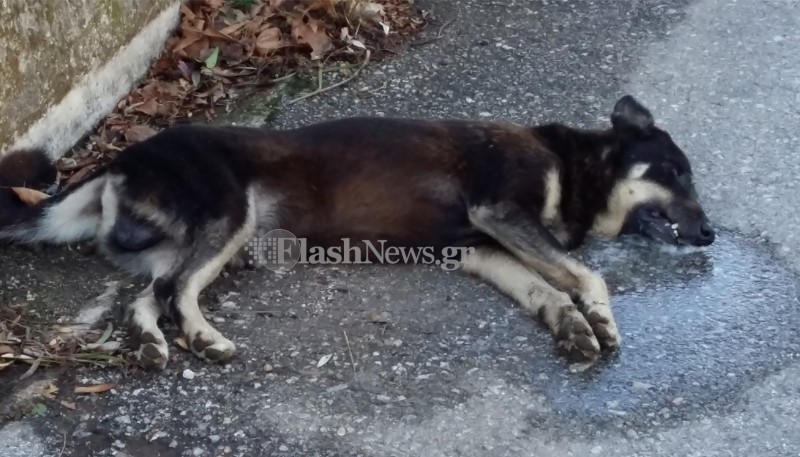 Ασυνείδητοι στο ΒΙΟΠΑ Χανίων φόλιασαν σκυλάκια (φωτο)