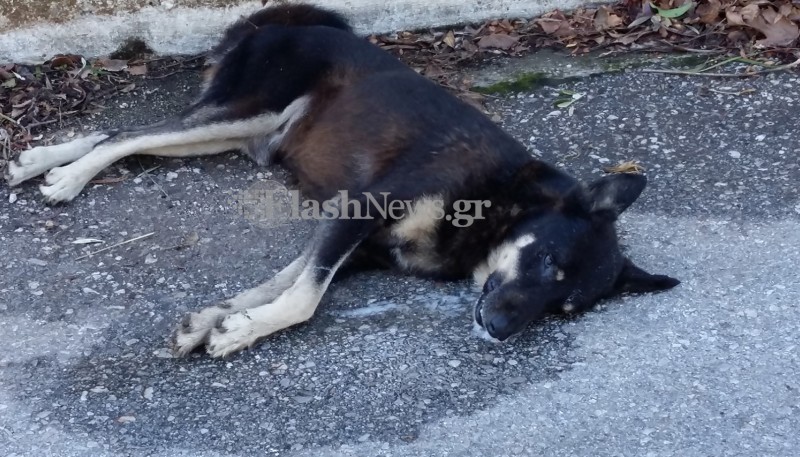 Ασυνείδητοι στο ΒΙΟΠΑ Χανίων φόλιασαν σκυλάκια (φωτο)