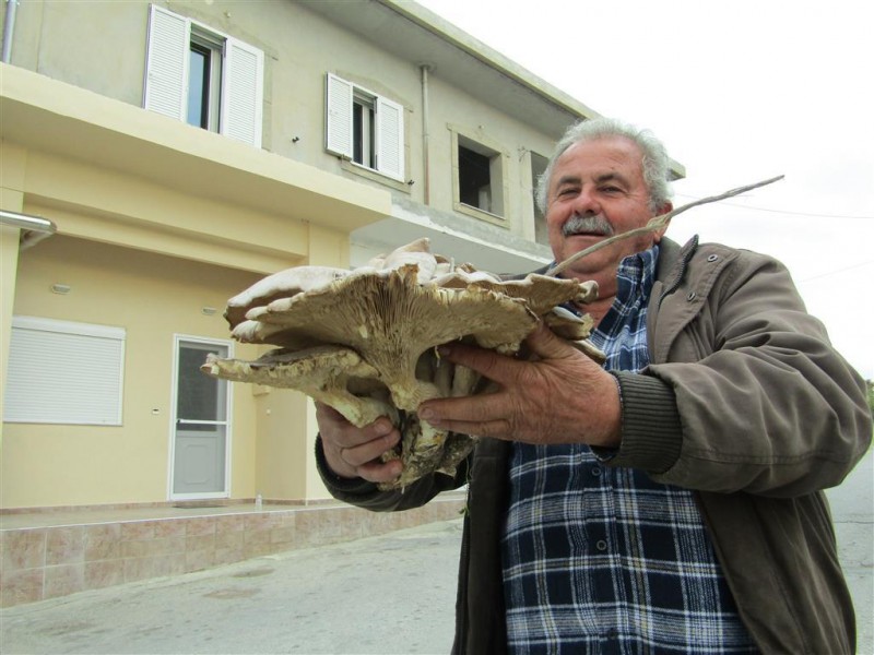 Αμανίτης γίγας 6,5 κιλών στην νότια Κρήτη