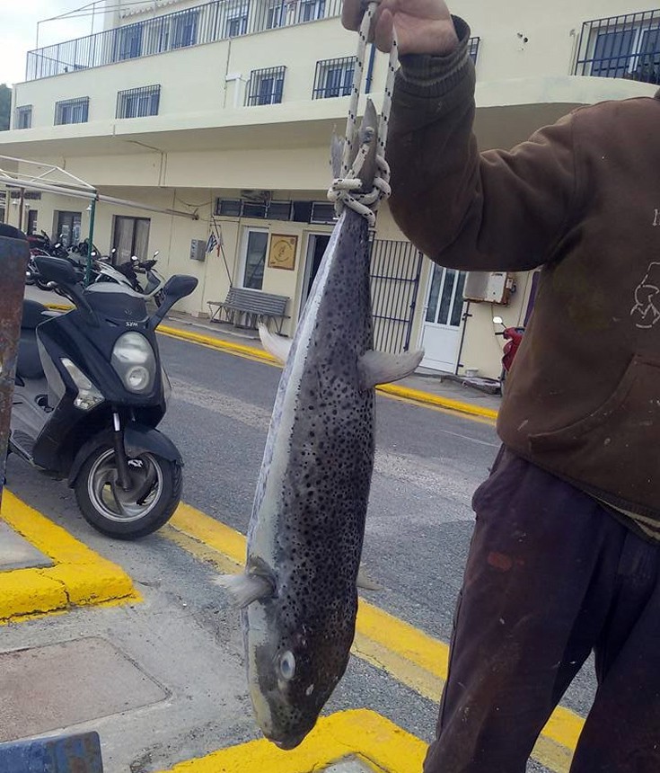 Επιασαν τεράστιο λαγοκέφαλο με δηλητήριο που σκοτώνει 30 ανθρώπους