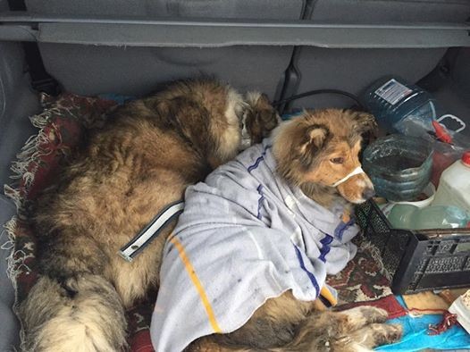 Σκύλος ζέσταινε δύο ημέρες την τραυματισμένη φίλη του πάνω σε ράγες τραίνου