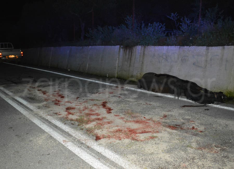 Μετωπική αυτοκινήτου με… άλογο στα Χανιά - Προσοχή σκληρές εικόνες