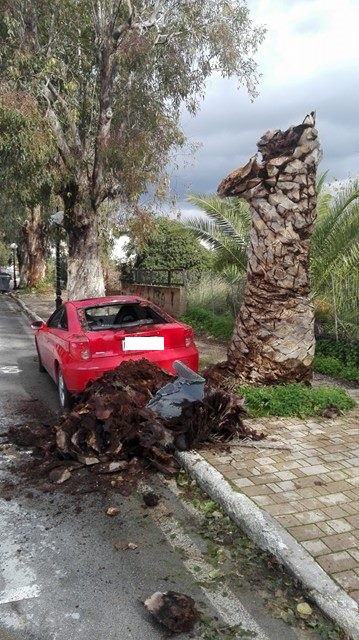 Χανιά: Φοίνικας έπεσε πάνω σε αυτοκίνητο στην Χρυσοπηγή (Photos)