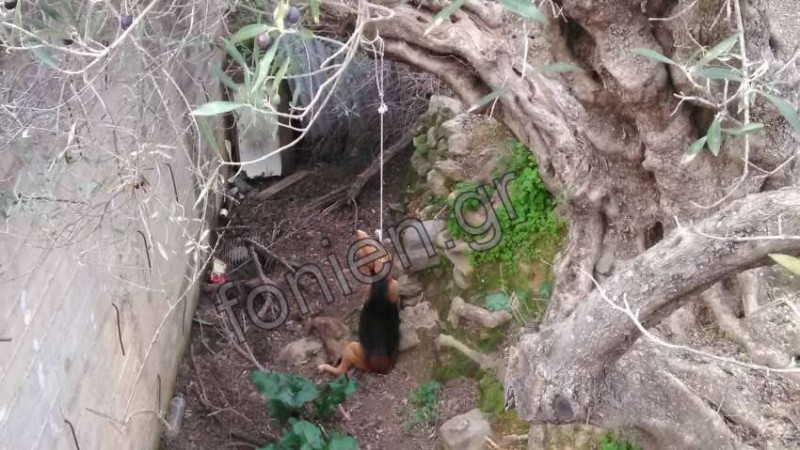 Κτήνος στην Κρήτη κρέμασε τα σκυλιά του - Σκληρές εικόνες