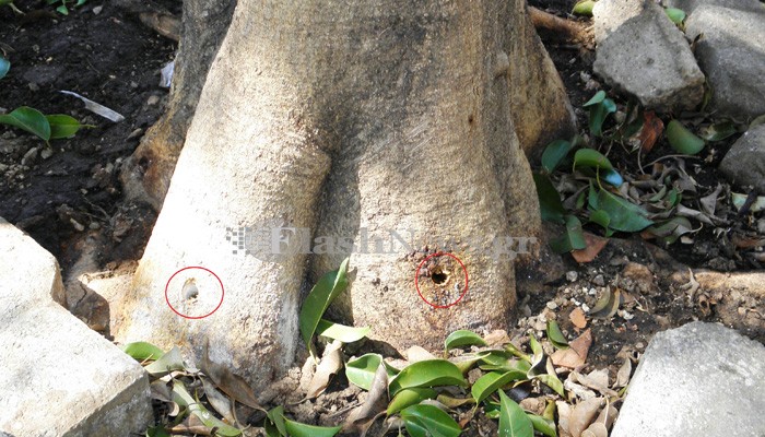 Δηλητηριάζουν τα δέντρα στην πλατεία Δικαστηρίων στα Χανιά (φωτο)