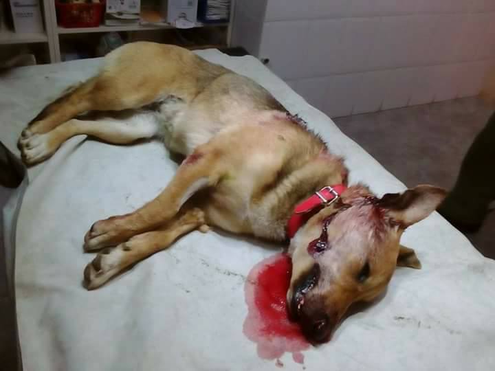 Χανιά: Απίστευτη αγριότητα! Σκότωσε με κυνηγετικό δύο σκυλιά στον δήμο Πλατανιά (Photos)