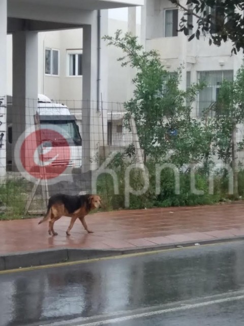 Ο Χάτσικο της Κρήτης που περιμένει επτά χρόνια το αφεντικό του