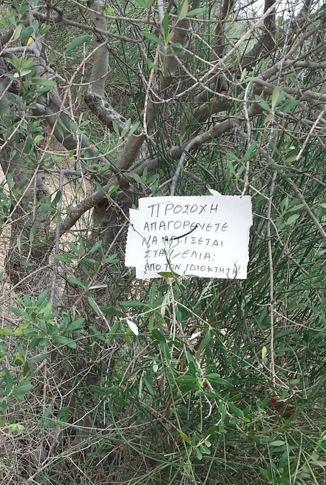 Το είδαμε και αυτό στα Χανιά! Το μήνυμα που άφησε πάνω στην ελιά του