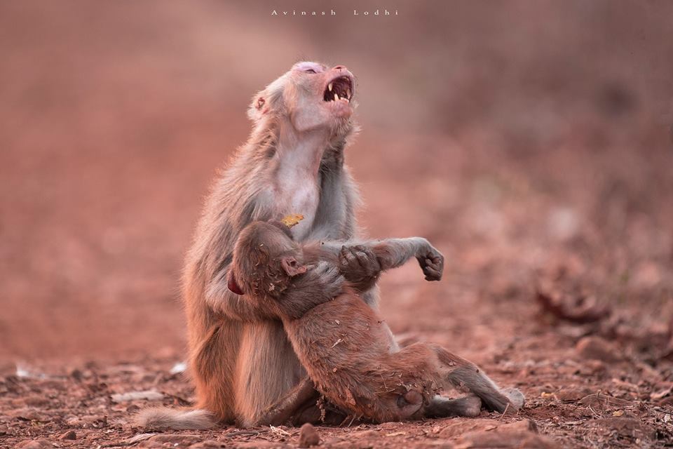 Συγκινητική φωτογραφία: Μαϊμού θρηνεί με απελπισία το «νεκρό» μωρό της