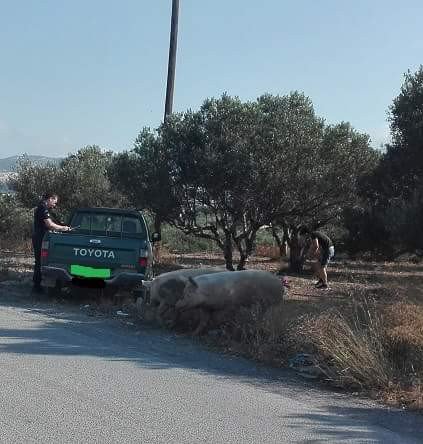 Γουρούνια επιτέθηκαν σε περιπολικό σε χωριό της Κρήτης (φωτό)