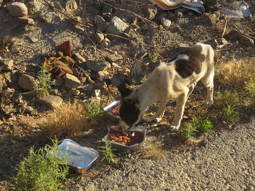 Χανιά: Σοκαριστικός θάνατος σκύλου από ασιτία και καύσωνα (Photos)