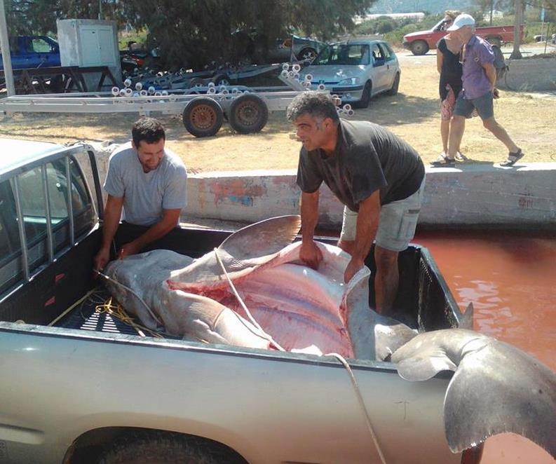 Χανιά: Έβγαλαν καρχαρία! Δείτε που τον ψάρεψαν (φωτο)