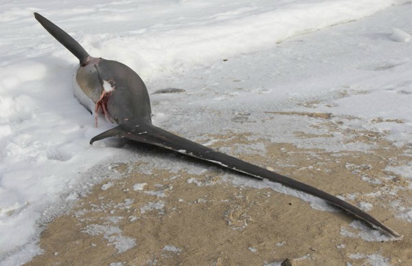 Έχει τόσο κρύο που ξεβράζονται παγωμένοι καρχαρίες στις ΗΠΑ (pics)