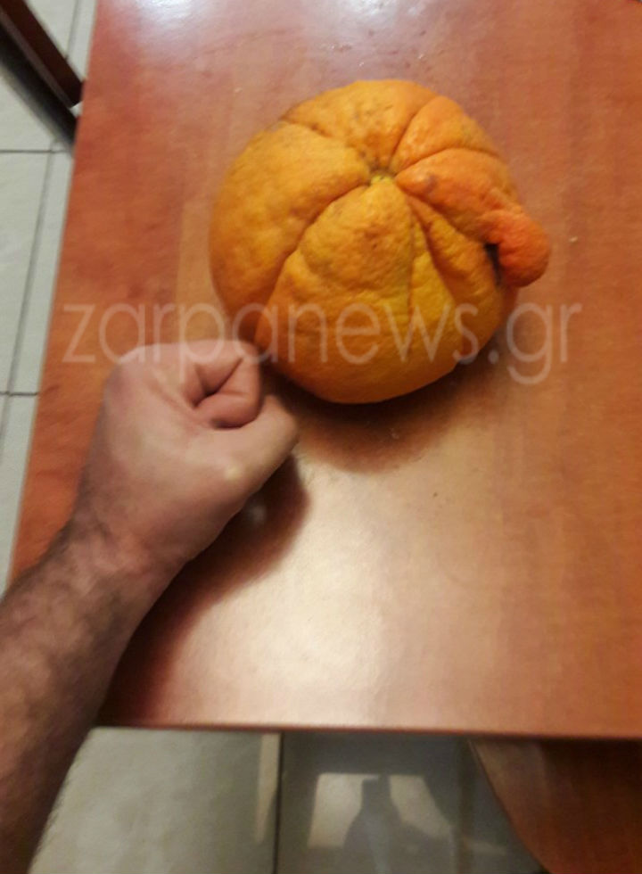 Πορτοκάλι – γίγας για ρεκόρ Γκίνες σε περιβόλι των Χανίων 