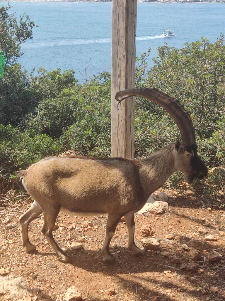 στο καταφύγιο του κρητικού αίγαγρου