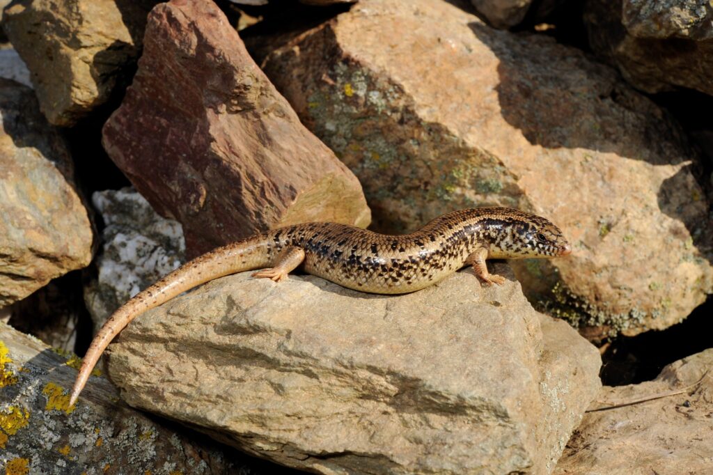 Is the ocellated skink a poisonous reptile?