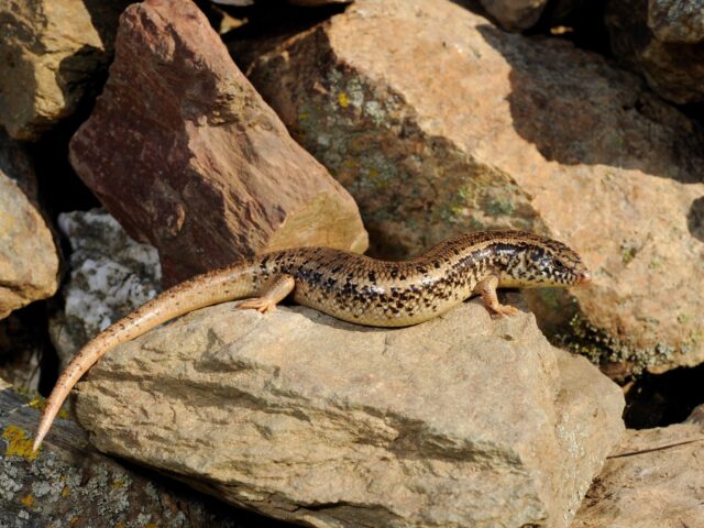 Is the ocellated skink a poisonous reptile?