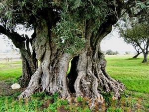 «Ανάγκη να σωθεί ο αρχαίος ελαιώνας της Κρήτης»