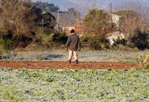 Σοβαρές ζημιές από παγετό στο νομό Ηρακλείου