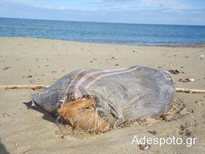 Πνιγμένο σκυλί μέσα σε τσουβάλι ξεβράστηκε σε παραλία του Ρέθυμνου