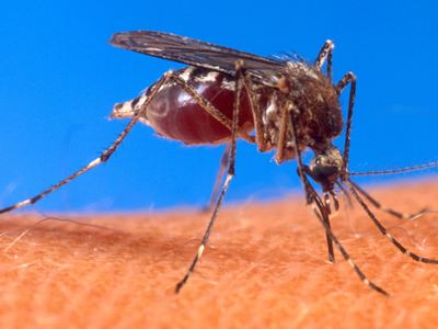 Ευρεία σύσκεψη στα Χανιά για την προστασία από τον ιό του Δυτικού Νείλου