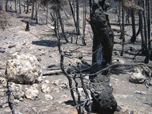 Μετρούν τις πληγές που άφησε η φωτιά στην Κίσαμο